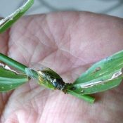 Smallest cicada found in unexpected area
