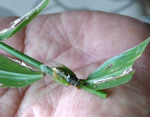 Smallest cicada found in unexpected area