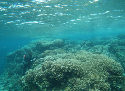 130-meter long coral reefs found in Gushikawa Island, Izena