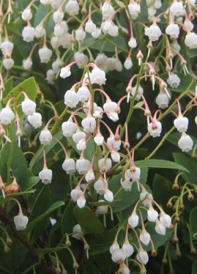 Best time to view the small white flower of Vaccinium wrightii A. Gray in Higashi.