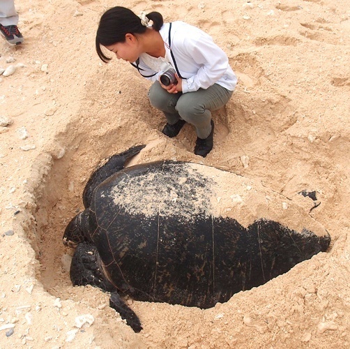 Trapped sea turtle saved on Tonaki Island beach