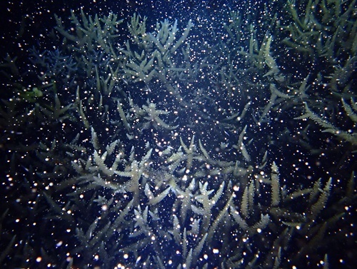 Coral laying eggs in night sea of Tokashiki