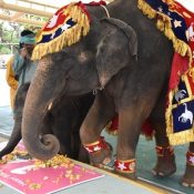 Happy birthday for elephant Ryuka