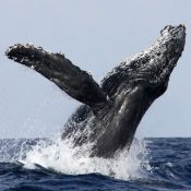 Okinawa Churashima Foundation confirms humpback whale mate between January and February