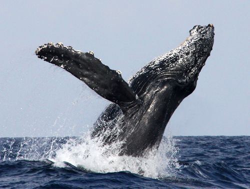 Okinawa Churashima Foundation confirms humpback whale mate between January and February