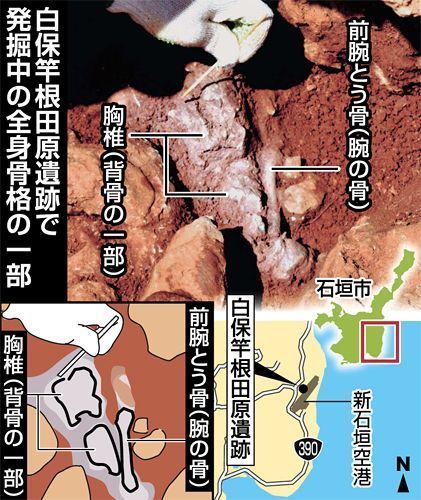 (Top left) thoracic vertebrae and (top right) forearm bone (Bottom left) clear rendering of top photograph (Bottom right) map showing positioning of Shiraho Saonetabaru Cave Ruins [black dot] and Shin-Ishigaki Airport [grey shape] 