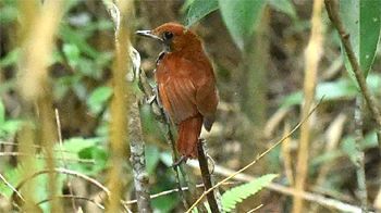  On June 25, around Fun gawa in Kunigami Village, a national treasure species Ryukyu robin sings in the forest. 
