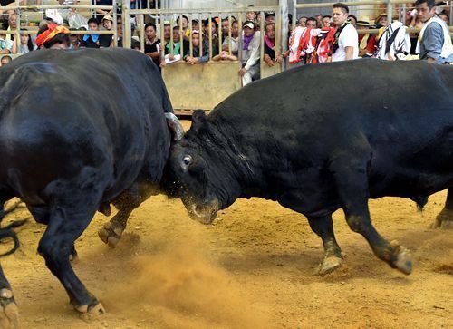 Tosho Hayate defends his twelfth champion title at All Okinawa Bullfighting Summer Tournament