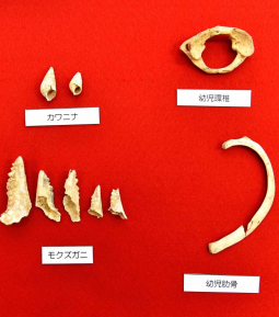 World’s oldest fishing hooks from 23,000 years ago discovered in Sakitari Cave in Okinawa