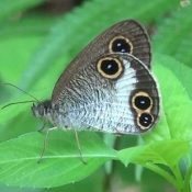 Rare butterfly spotted around planned site for US helipad in Takae