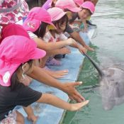Sun the dolphin celebrates his first birthday at Motobu Genki Village, shakes hands with preschoolers