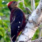 Rare Okinawa woodpecker spotted in Takae