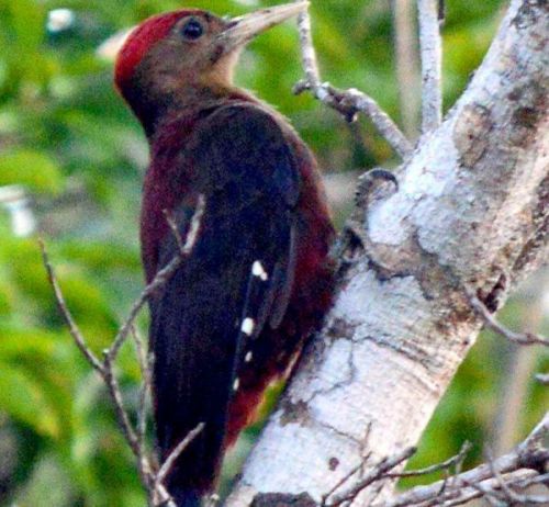 Rare Okinawa woodpecker spotted in Takae