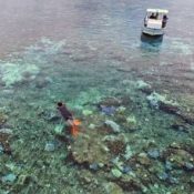 80 percent of Ishigaki Island’s coral reefs becoming bleached
