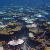 Majority of Sekisei shoko coral reef dies with 97 % extremely severely bleached