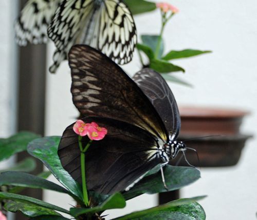 One-in-200,000 black rice paper butterfly discovered in southern part of Okinawa Island