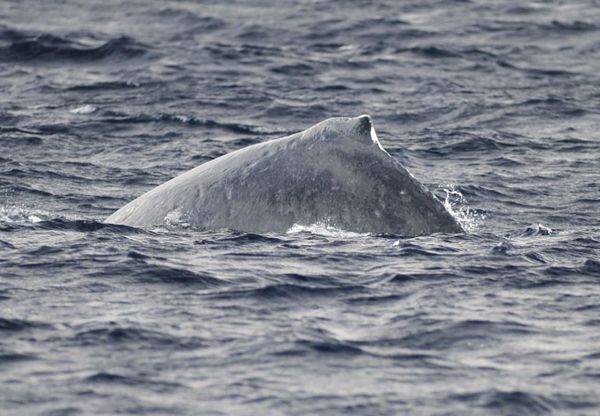 Humpback whale spotted off coast of Zamami Island swimming leisurely