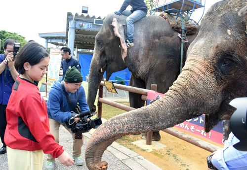 Elephants from Fukushima spend winter in Okinawa where they can eat their favourite food, sugar cane