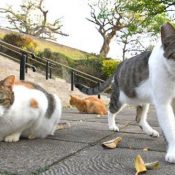 Cat Day in Okinawa