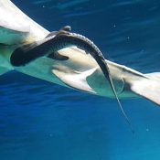 Churaumi Aquarium hosts world-first tiger shark birth from captive breeding