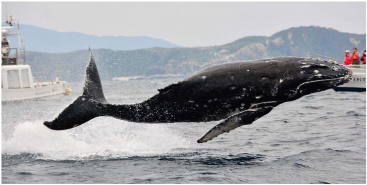 Whales bounce off the coast of Zamami Island