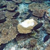 MIyako Island coral reef dies due to high water temperatures