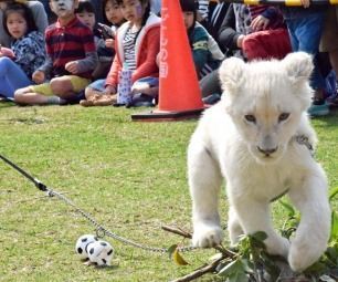 Cheers for cute white lion cub at Okinawa Zoo