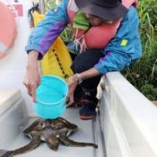 Citizen protesting against new base construction saves baby turtle in Oura Bay