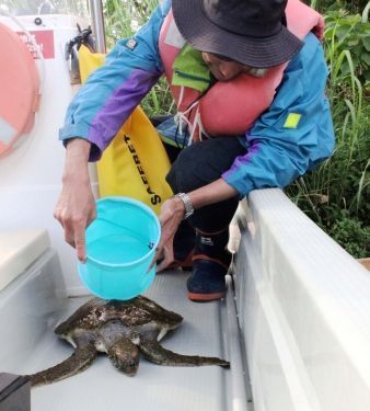 Citizen protesting against new base construction saves baby turtle in Oura Bay