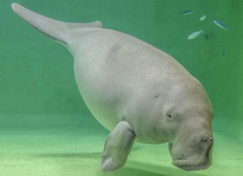 Legends tell of dugong curses