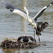 Bird Week: protecting young ones with parental love