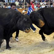 Fearless bullfights entertain 4000 onlookers