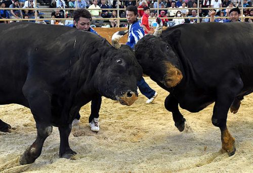 Fearless bullfights entertain 4000 onlookers
