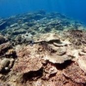 Japan’s largest coral reef has not recovered from previous years’ wide-scale bleaching