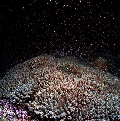 Coral spawning confirmed at Oura Bay