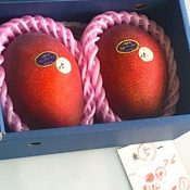 Mangos from Okinawa get priced at 150000 yen in Tokyo