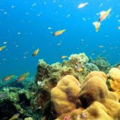 New Henoko base construction may destroy area’s coral reef