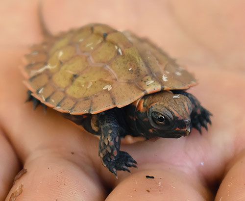 Three newborn Yamagame turtles may provide hints to rare biology