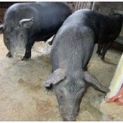 Okinawa plans to improve their Agu pig stock by freezing genetic material of select specimens