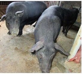 Okinawa plans to improve their Agu pig stock by freezing genetic material of select specimens