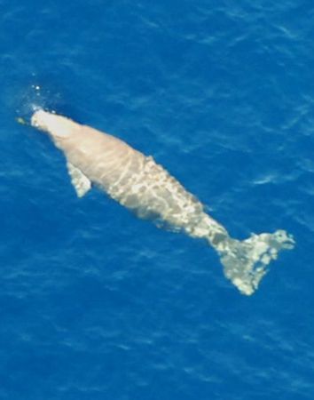 ODB recorded call from heretofore unidentified dugong in waters surrounding Henoko in August