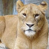 Farewell Ringo, a female lion finishes her life at 18 years of age