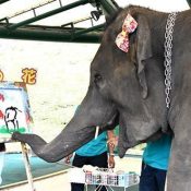 Yumeka the artistic elephant welcomed to Okinawa Zoo & Museum in hopes of getting pregnant
