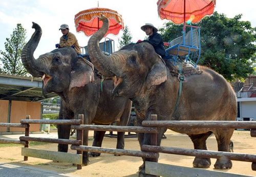 Asian elephants staying in Okinawa through the winter at zoo
