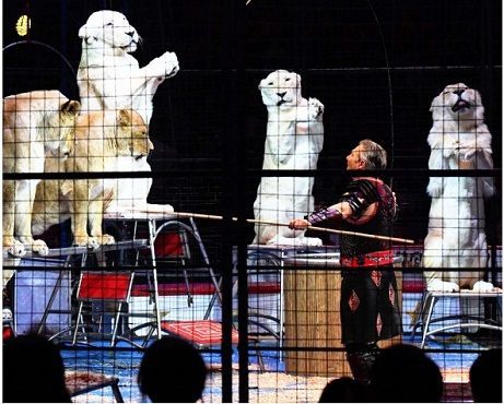 Kinoshita circus welcomes audiences to a dream world