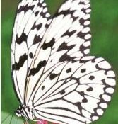 Tree Nymph Butterfly takes the top spot in the “Haberu General Election”