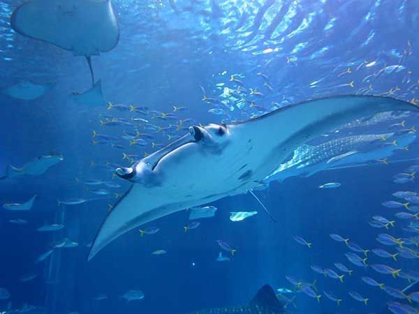 Study proves for the first time that mantas become adults at five years old