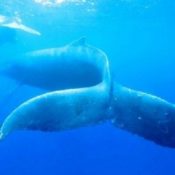 Humpback whale family enjoys swiming in harbor in Tokashiki