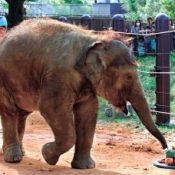 Idol of the Okinawa Zoo, first Okinawa-born elephant dies
