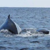 Parent and child humpback whales spotted in Oura Bay